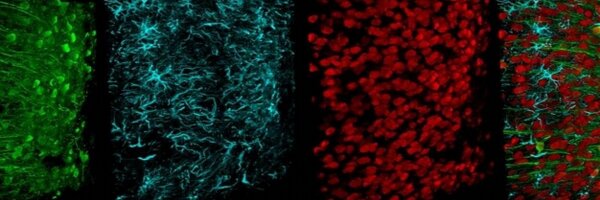 BristolNeurosci Profile Banner