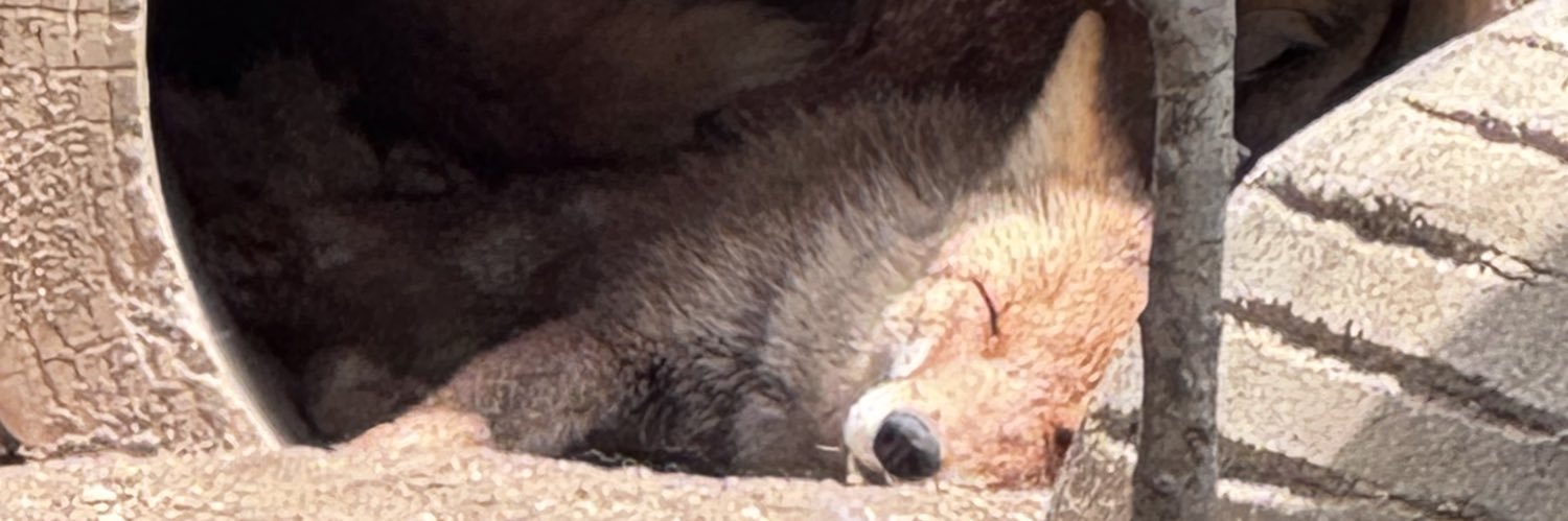 kemo_mof_fox's profile banner image