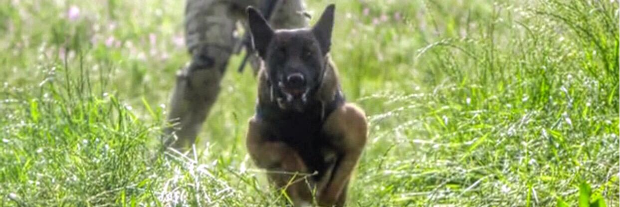 WarriorDogFoundation's banner
