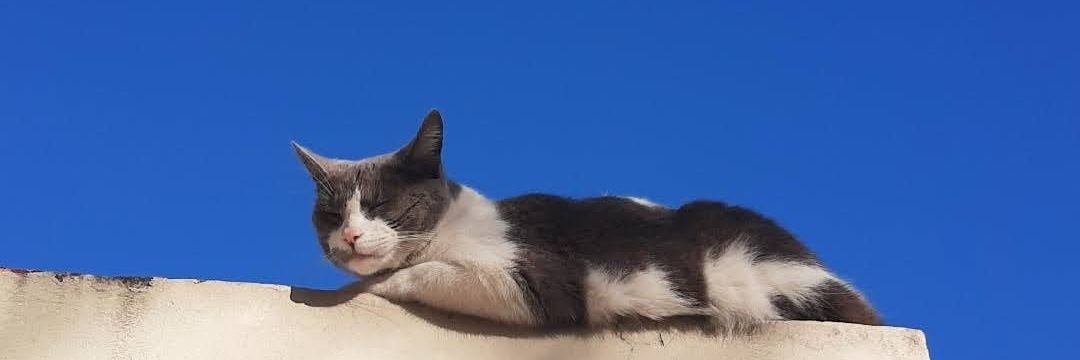 chofifrezza's profile banner image