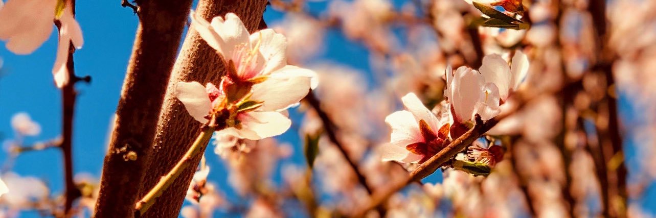 Tianne Henderson banner