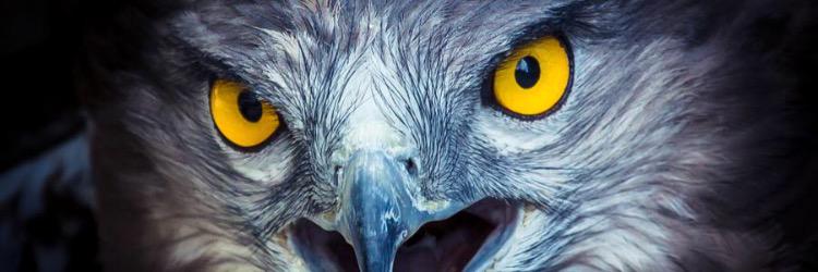 tonitomas6's profile banner image