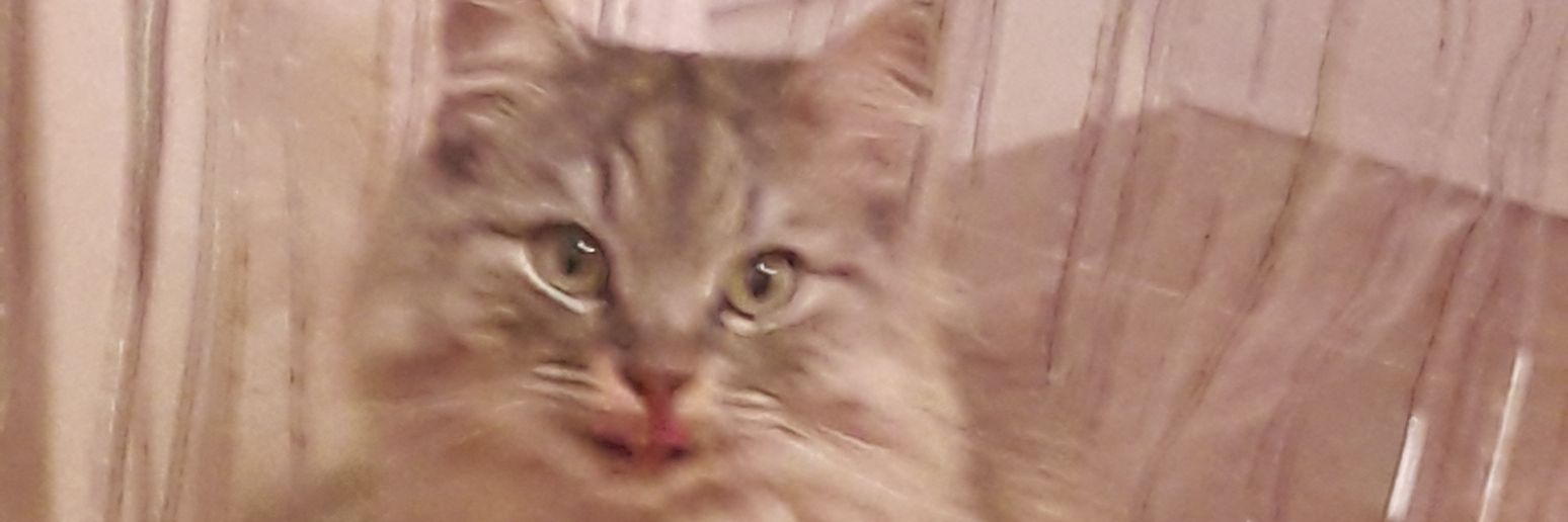Killer_Katrin's profile banner image