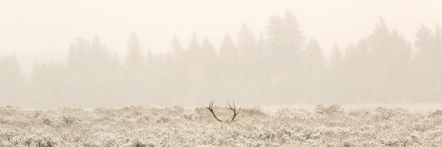 Cameron Dingwall banner