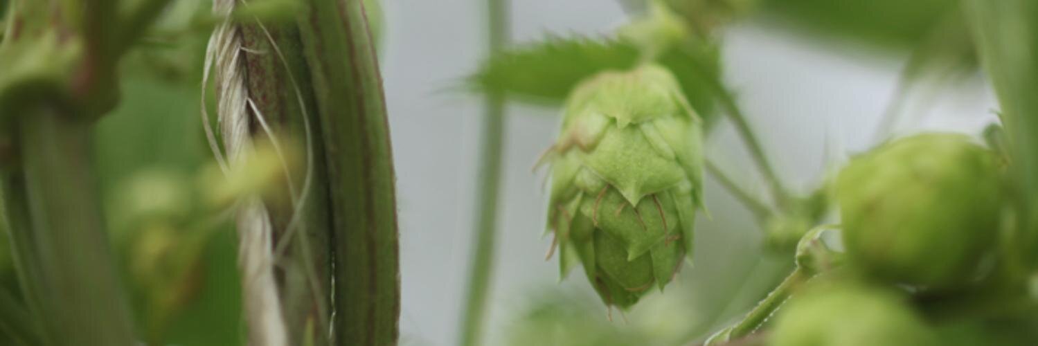 borealisbrew's profile banner image