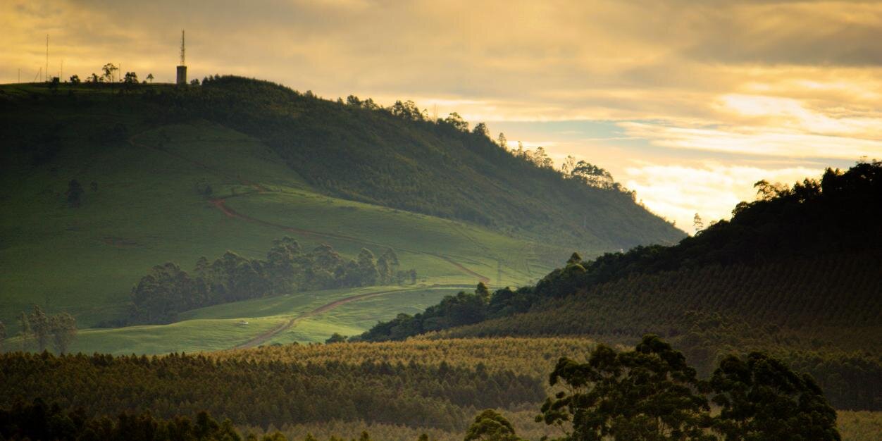 Megan Michelle banner