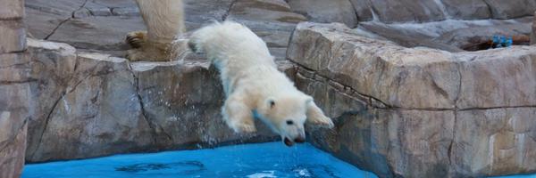 colspan Profile Banner