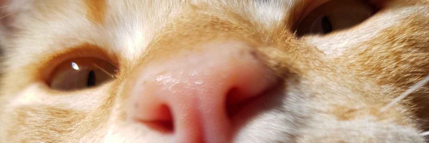 SerJuanLu's profile banner image