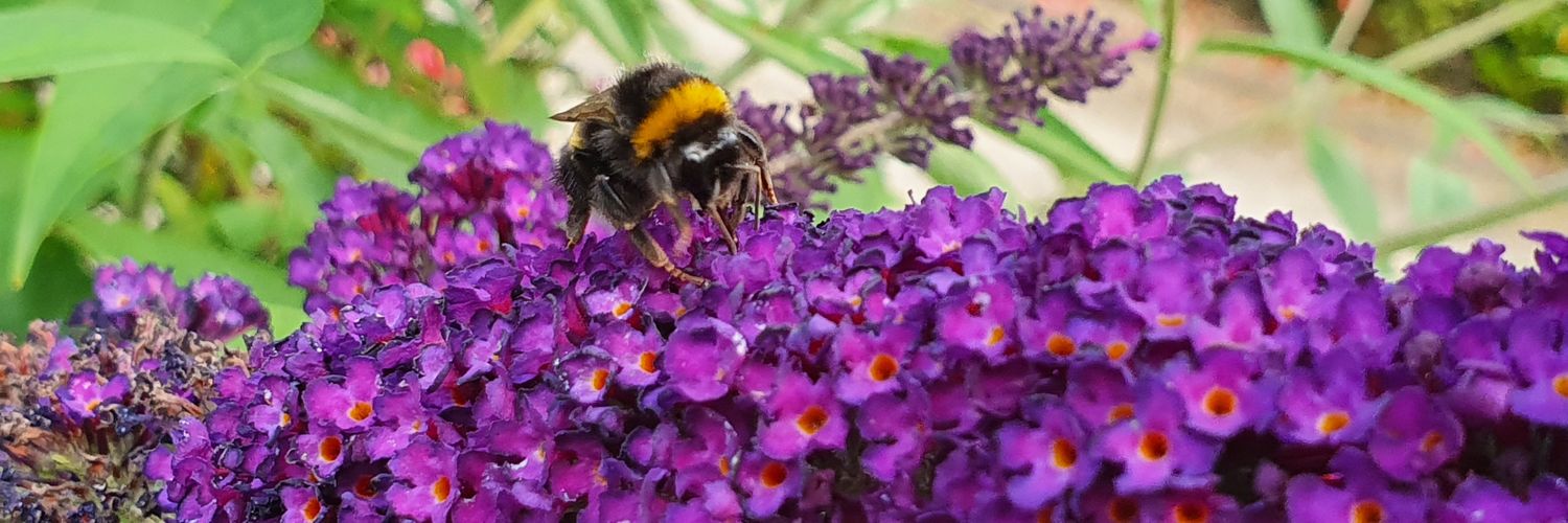 Silver blue 🕹 banner