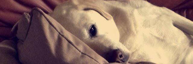 Chelsea Stevens banner