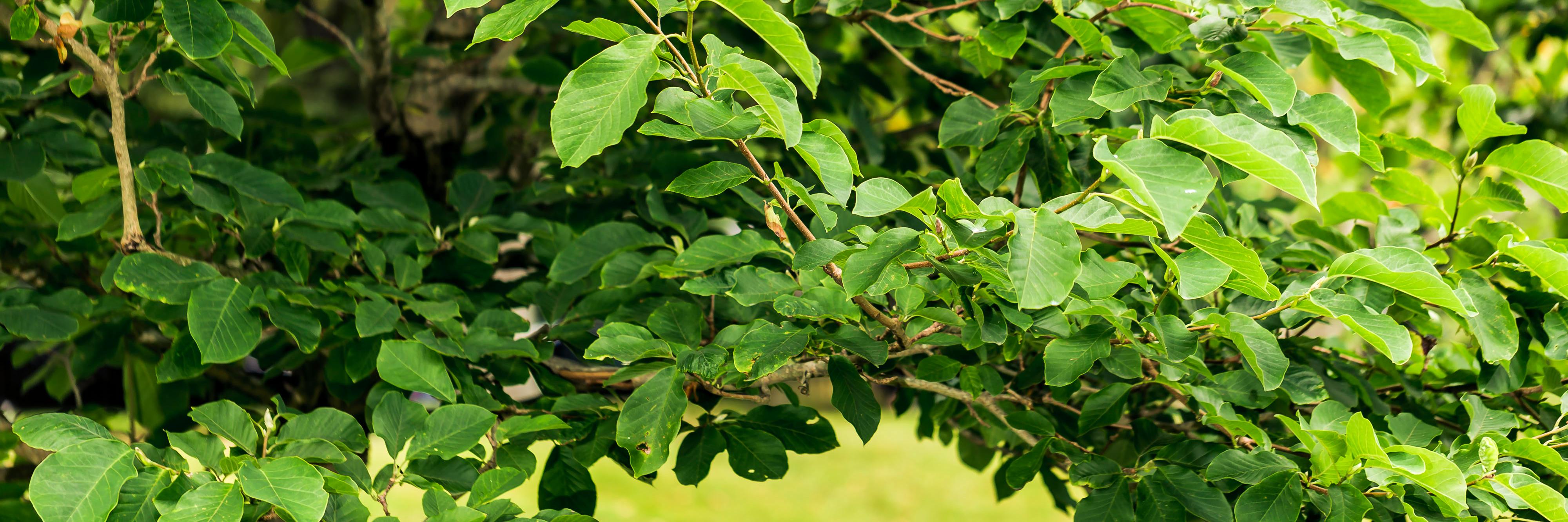 healingtreecomm's profile banner image