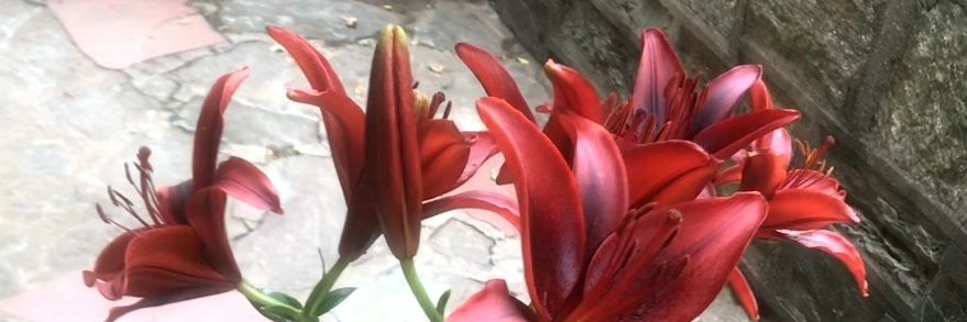 millydred's profile banner image
