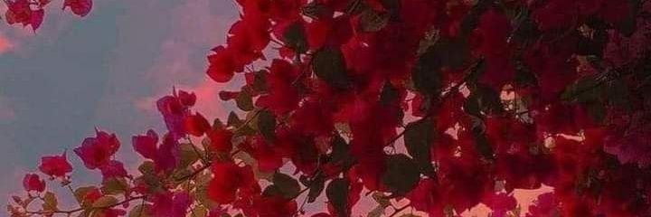 ~》°•🕊🌞🌸•°《~ banner