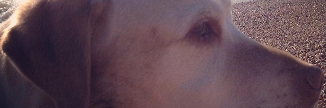 Will Raymonde banner