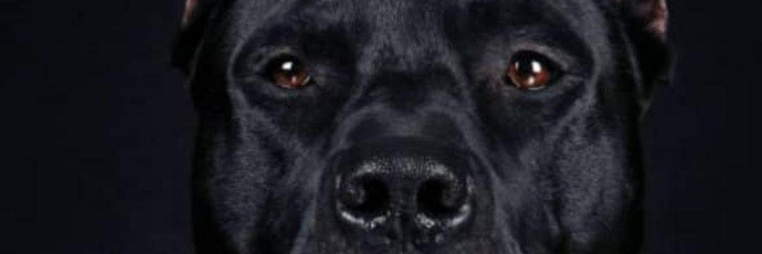 anonhameno's profile banner image