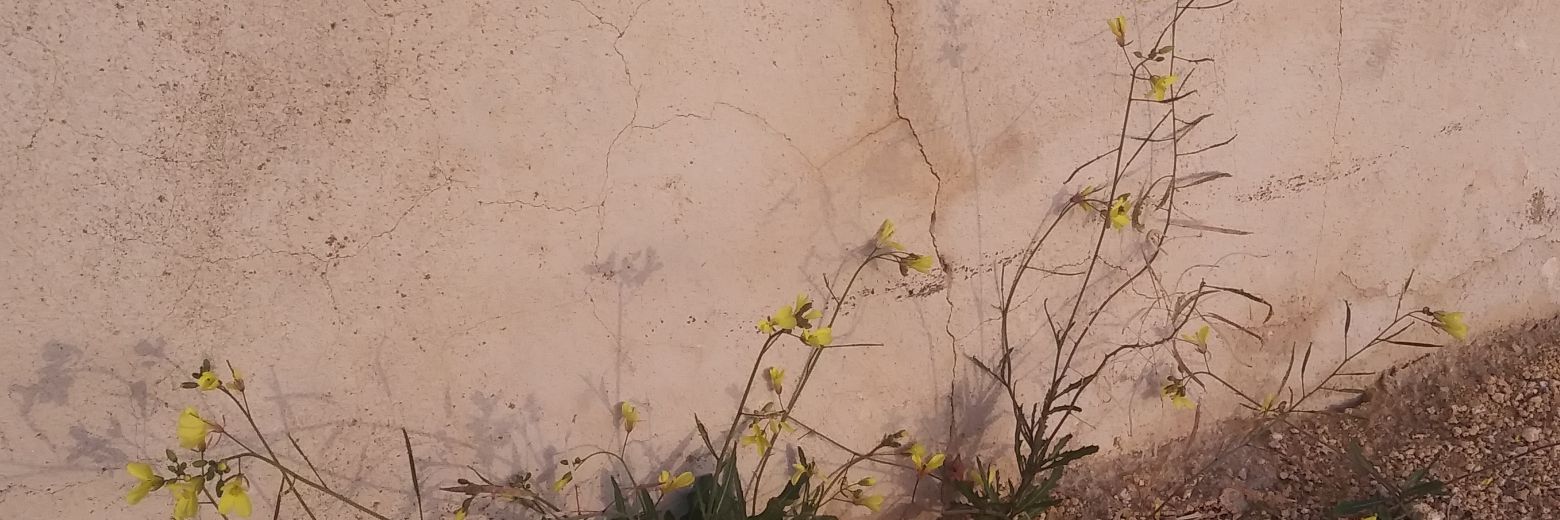 silterrest's profile banner image