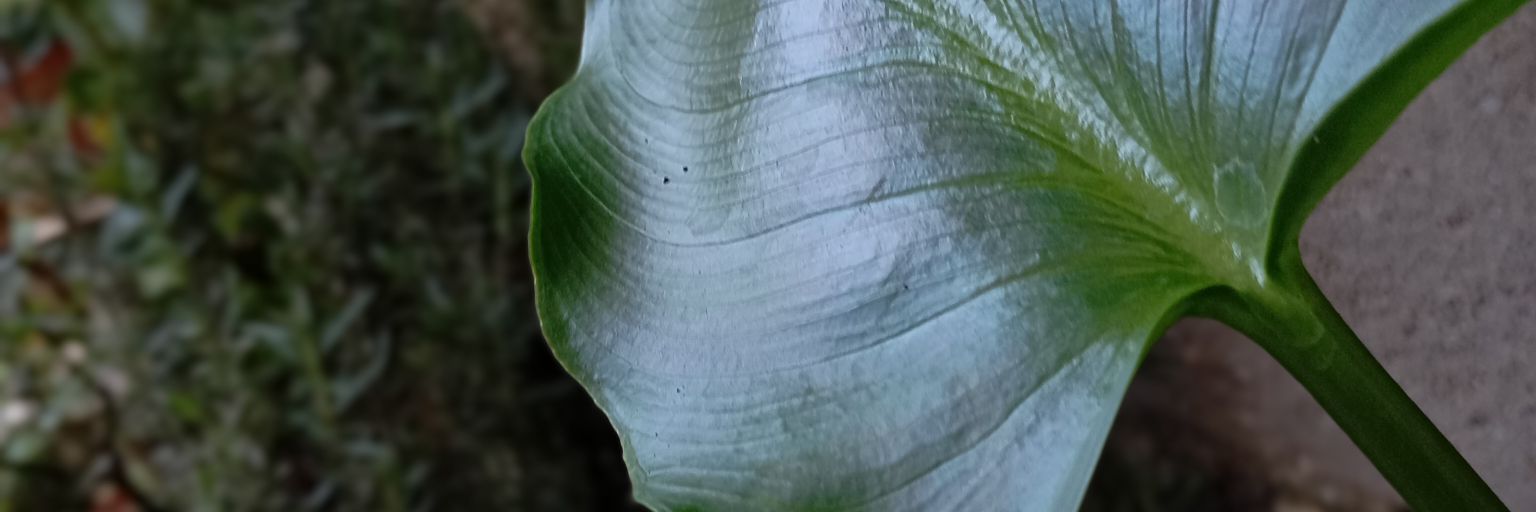 alejandroscar19's profile banner image