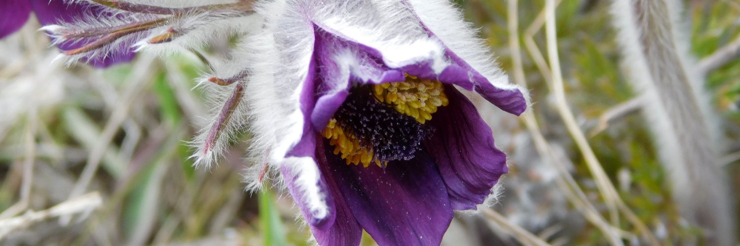 Годзилка Ксеня banner