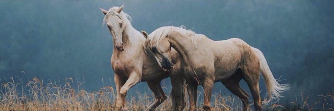 SSK__55's profile banner image