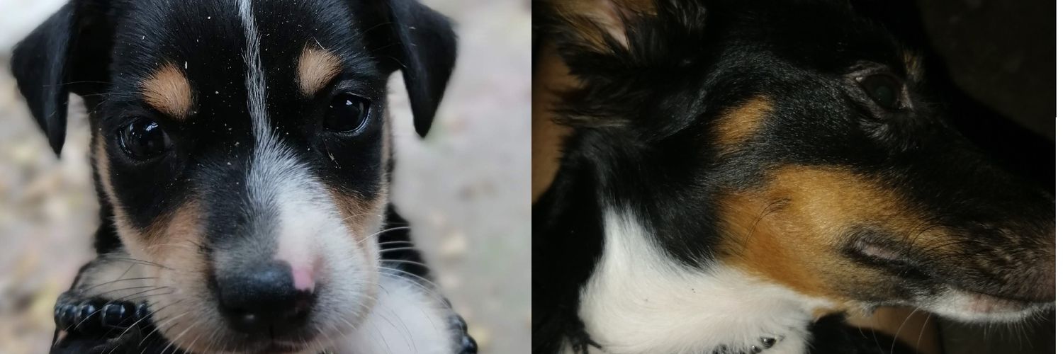 roxanaps_'s profile banner image