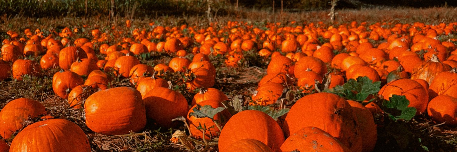 Jim Knight 🎃 banner