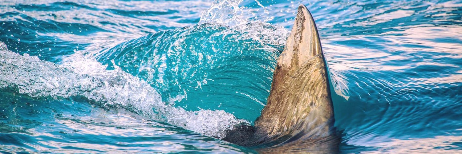 sharkbmth's profile banner image