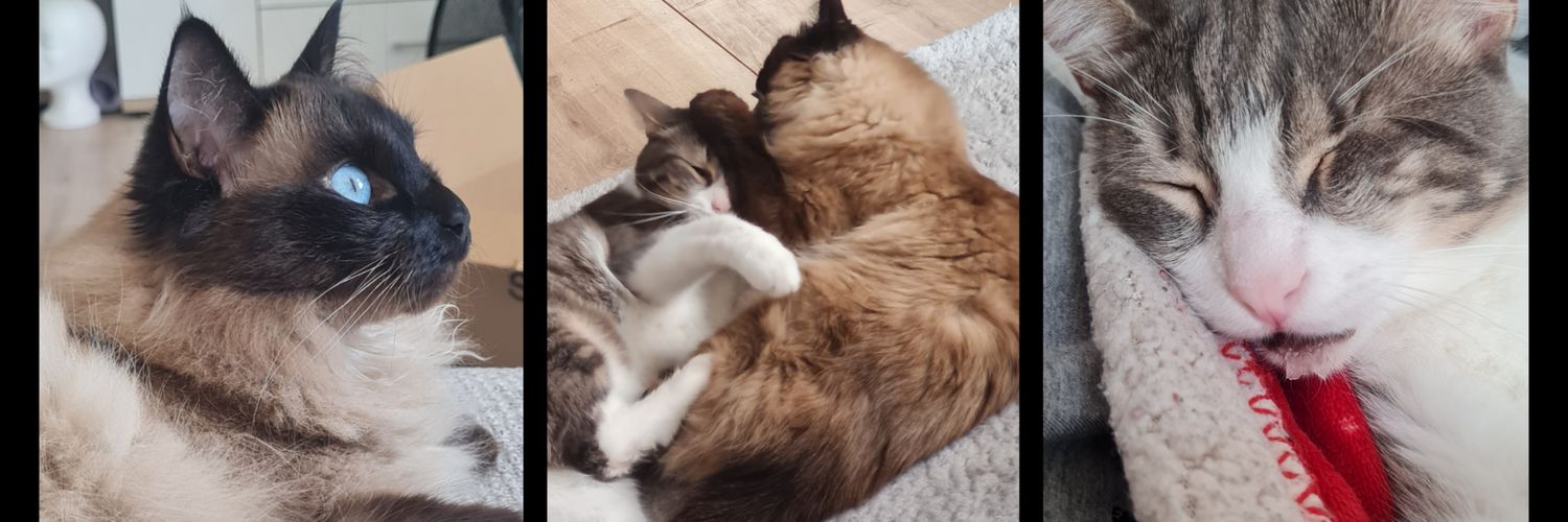 𝕄𝕒𝕣𝕚𝕒𝕟 | blackwolf_cosplay banner