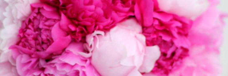 TaylorFiedler's profile banner image
