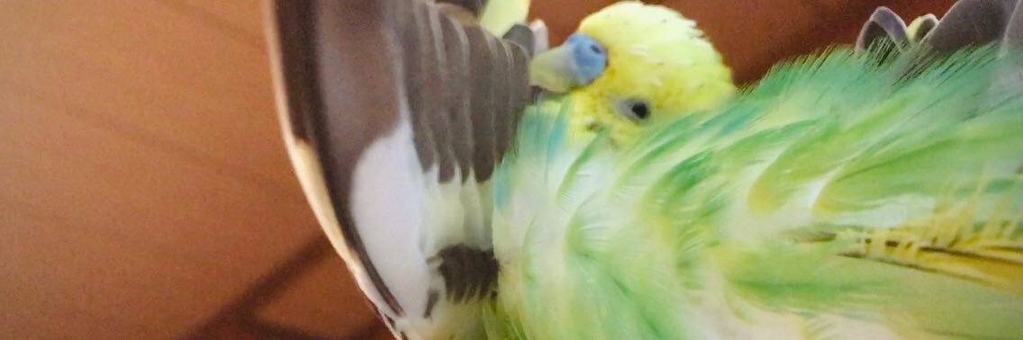 𝕠𝕙𝕒𝕪𝕠𝕜𝕠💙💛 banner