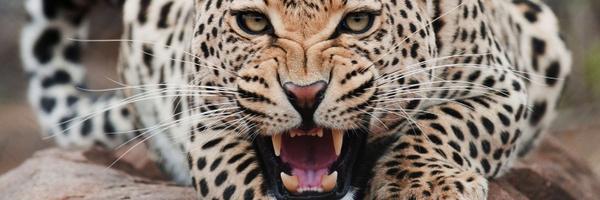 ImReppinDevsi Profile Banner