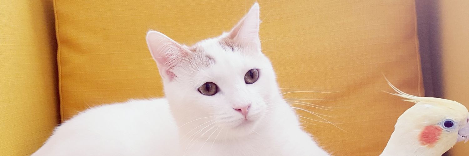 mesarose1's profile banner image