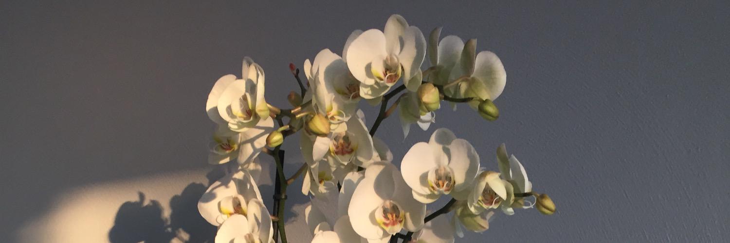 Jonathan Rigaud banner