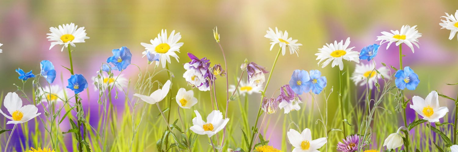 ⭐️ Blue Angel ⭐️ banner