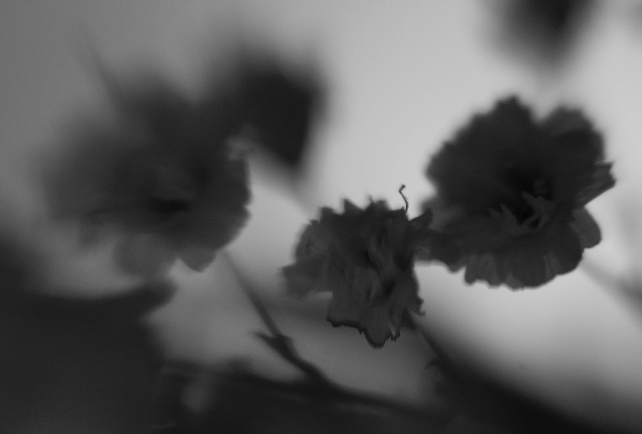 MimiArgus's profile banner image