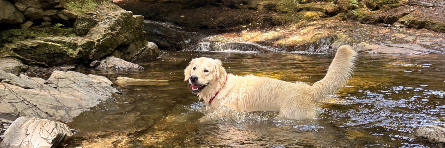 Arlene Boyles banner