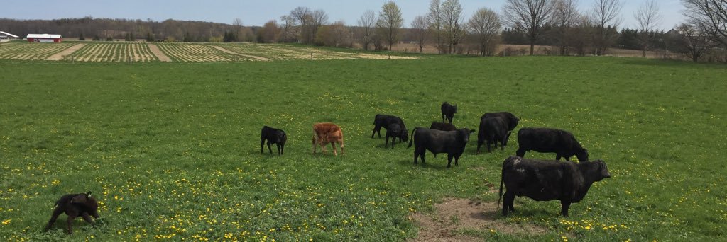 morrisonfarms's profile banner image