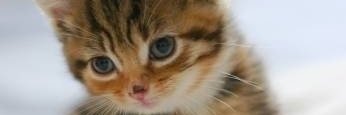 akuby_Rat's profile banner image
