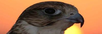 sa0000sa1's profile banner image