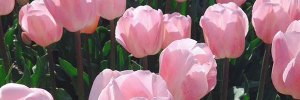 _____o0 Profile Banner