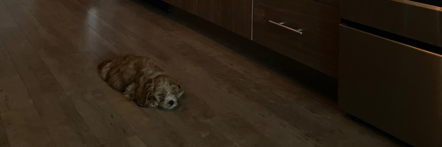 dogwifi's profile banner image