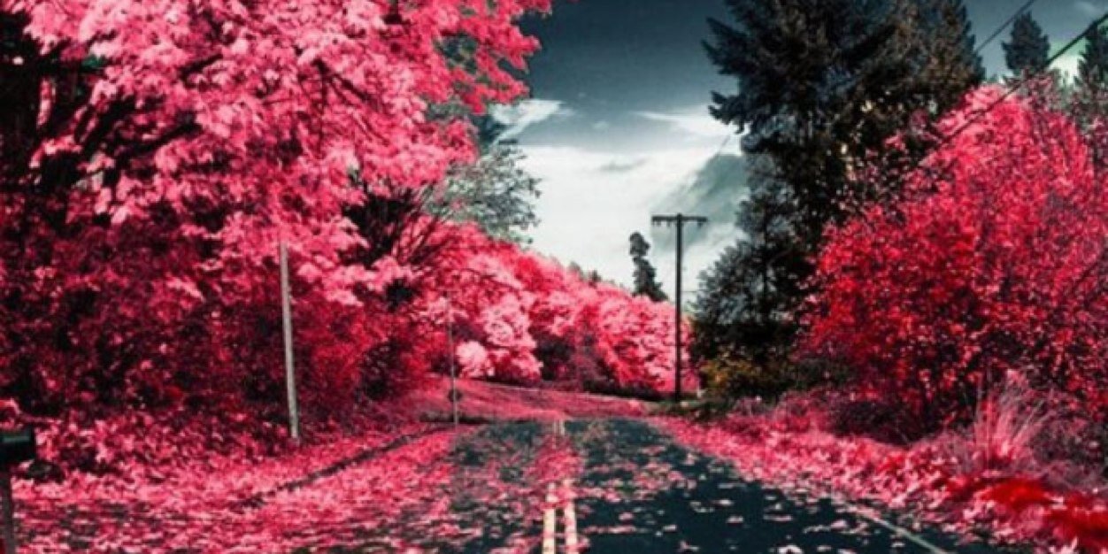 Michelle Evans banner