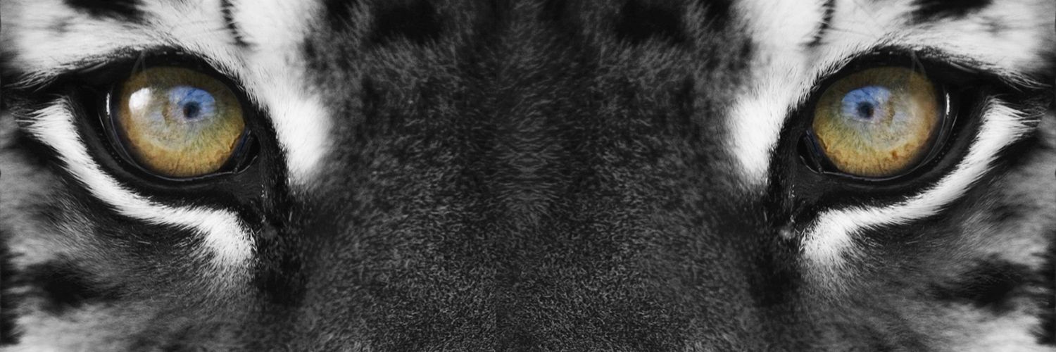 PaulinahParrah's profile banner image