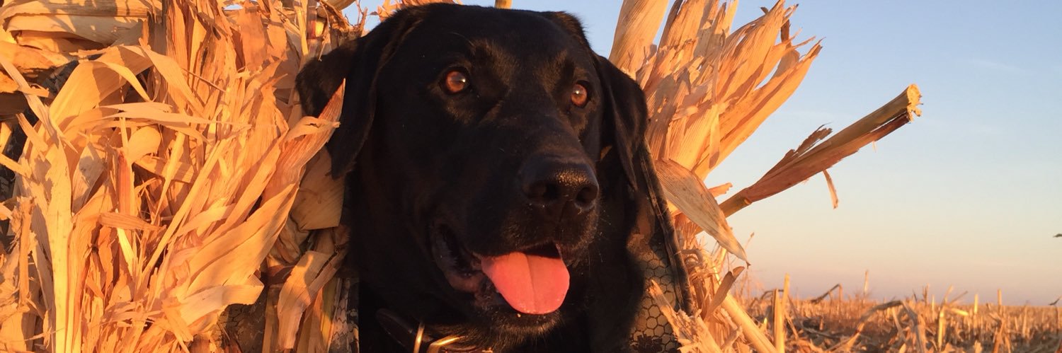 Jonathan Ferrari banner