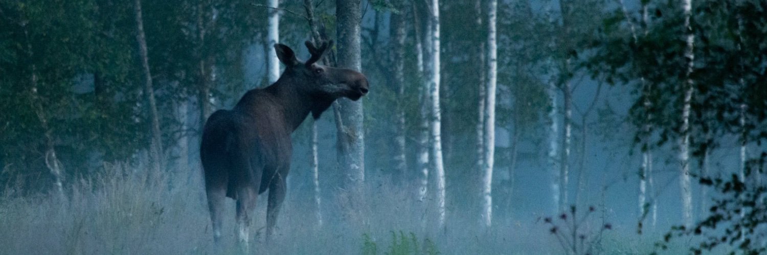 WildSweden banner