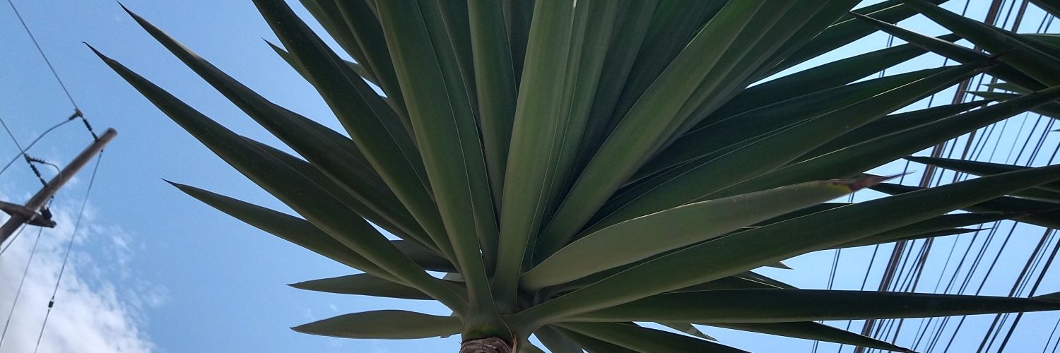 3_shanny's profile banner image