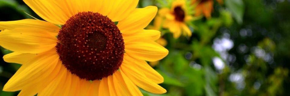beccakittleson's profile banner image