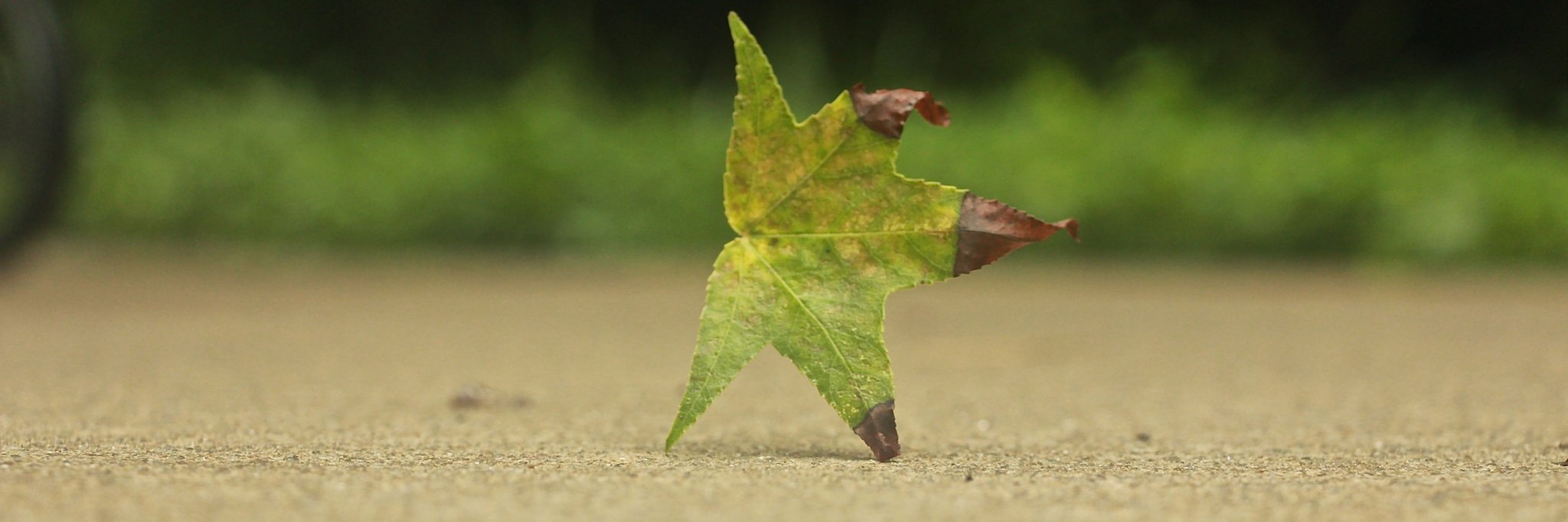 dmdezigns banner