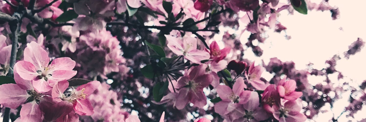RachelUngaro's profile banner image