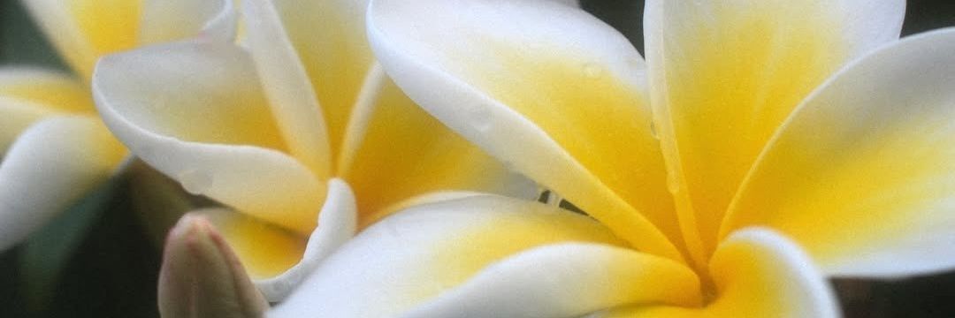 bubblelyboo's profile banner image