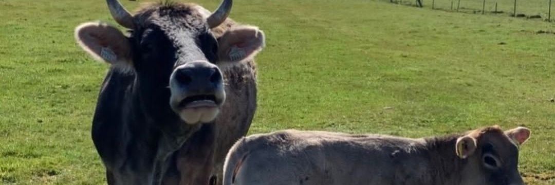 genZ_Farmer banner